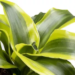 Dracaena Dragontree Tornado Mini