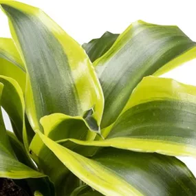 Dracaena Dragontree Tornado Mini