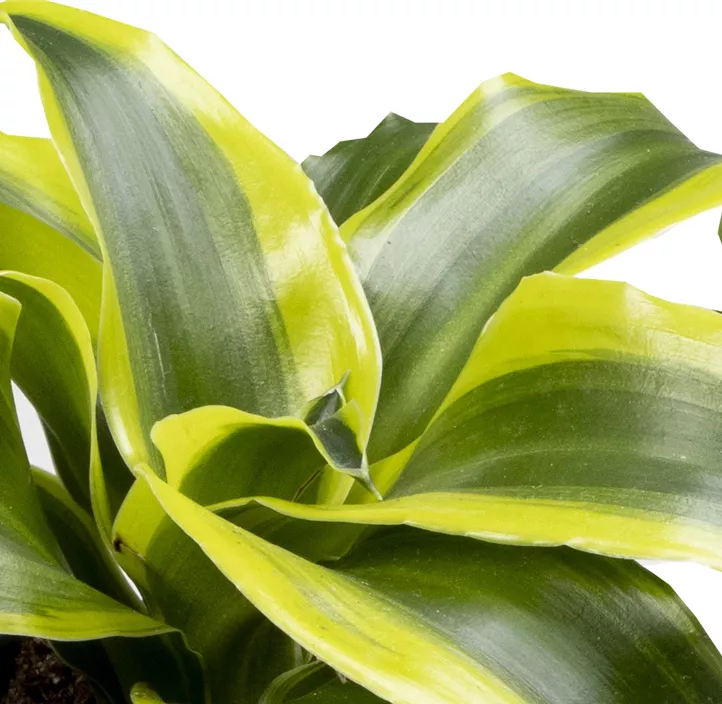 Drachenbaum 'Tornado'