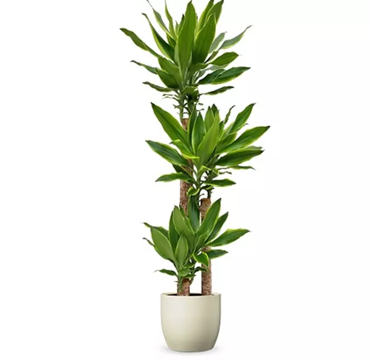 Drachenbaum 'Golden Coast'