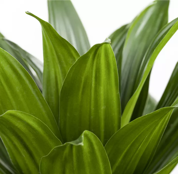 Drachenbaum 'Golden Coast'