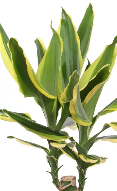 Dracaena fragrans Golden King, Drachenbaum 'Golden King' - Bellaflora