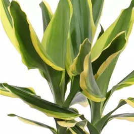 Dracaena fragrans Golden King