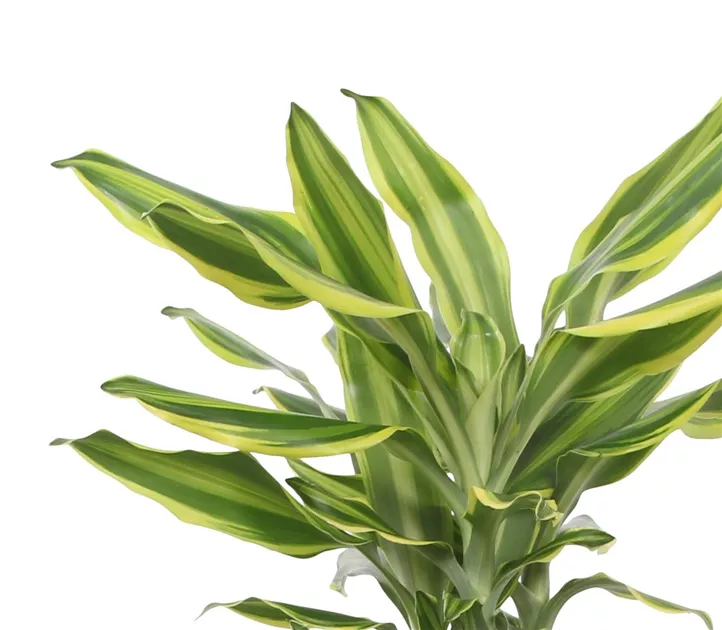 drachenbaum als zimmerpflanze Draceana fragrans 'White Jewel' main image 0