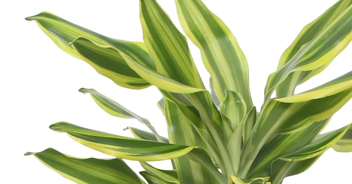 Dracaena fragrans Golden Queen, Drachenbaum 'Golden Queen' - Bellaflora