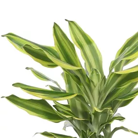 Dracaena fragrans Golden Queen
