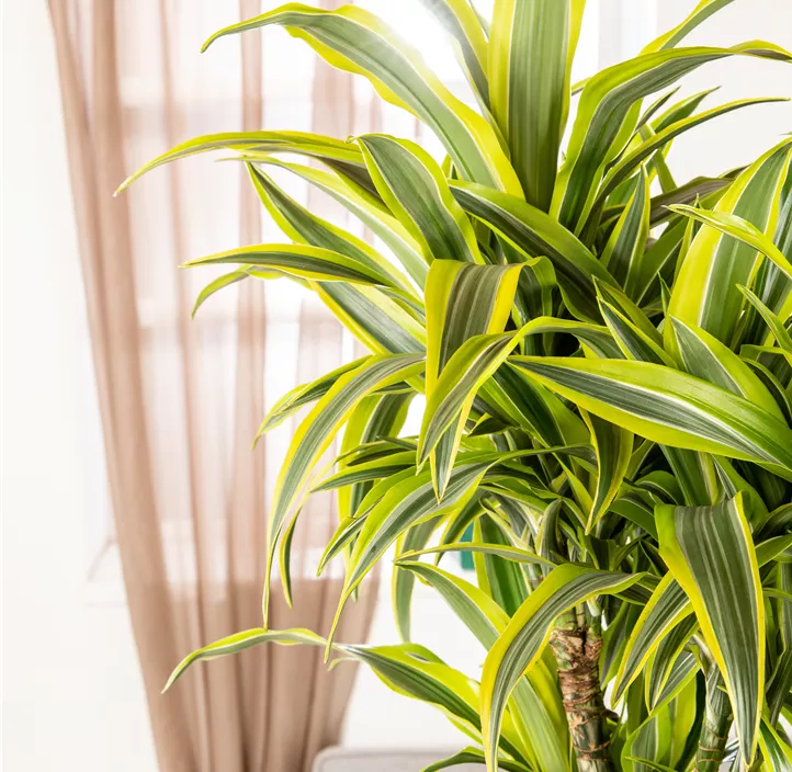 Drachenbaum 'Lemon Lime'