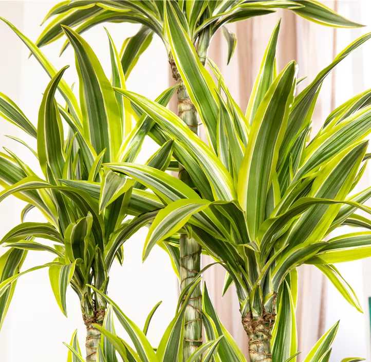 Drachenbaum 'Lemon Lime'