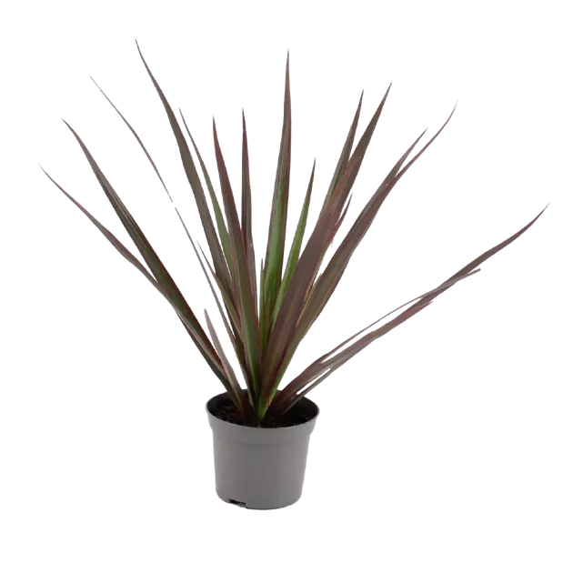 calathea oppenheimiana care Wholesale