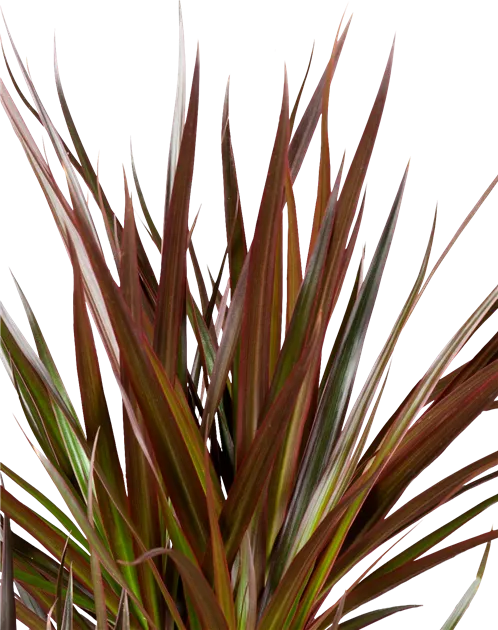 drachenbaum samen zum keimen bringen Seedeo® Drachenbaum (Dracaena Draco) 6 Samen main image 1