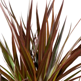 Dracaena Marginata Magenta