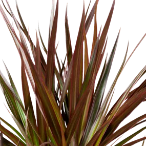 Dracaena Marginata Magenta