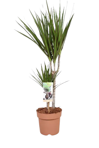 Dracaena Mix, Dracaena - Bellaflora