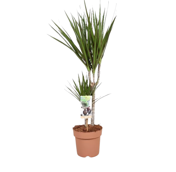 Dracaena