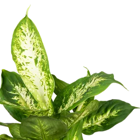 Dieffenbachia Compacta
