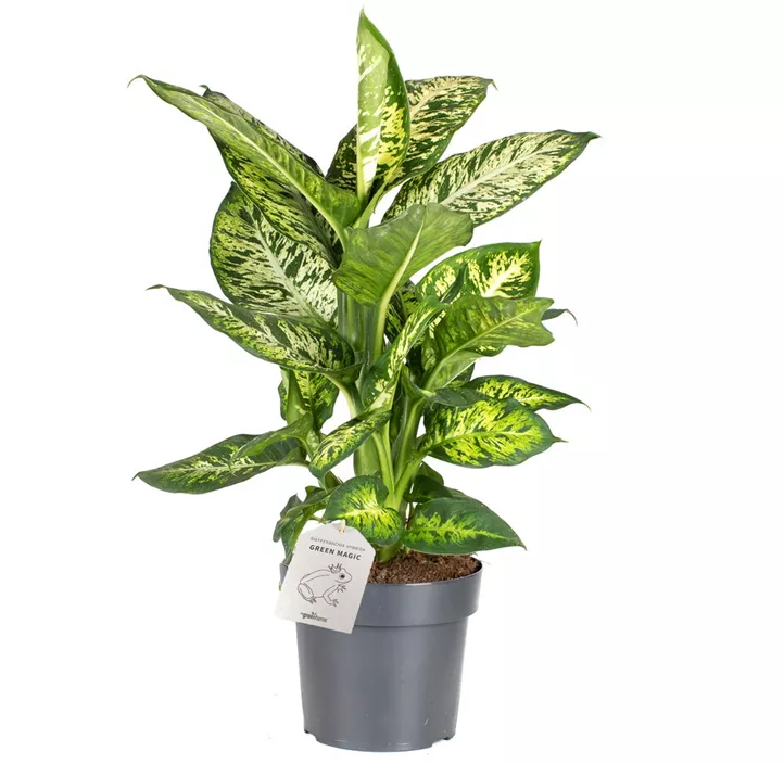 Dieffenbachia