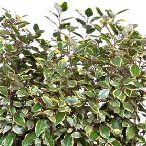 Elaeagnus ebbingei 'Gilt Edge'