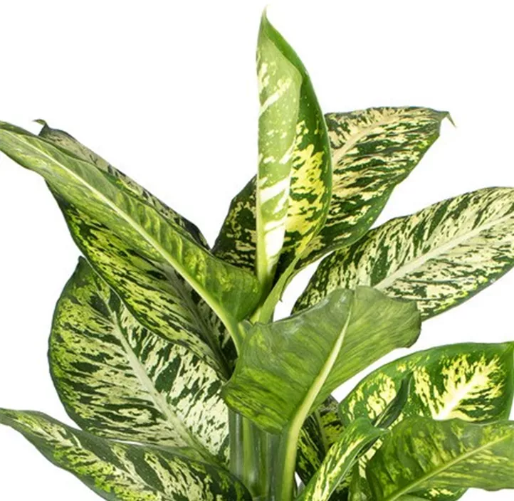 Dieffenbachia
