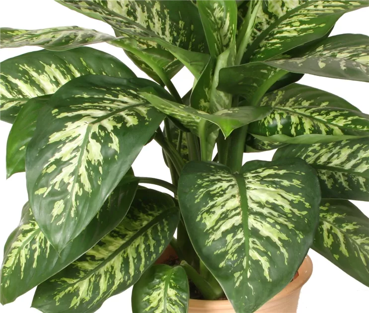 Dieffenbachia Tropic Maroba, Dieffenbachie 'Maroba' - Bellaflora