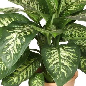 Dieffenbachia Tropic Maroba