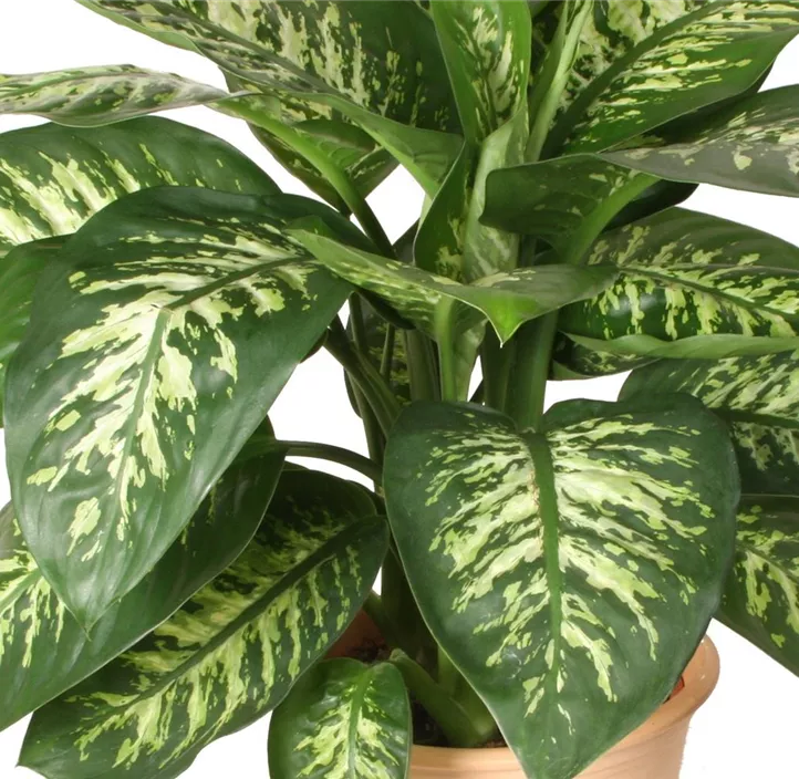 Dieffenbachie 'Maroba'