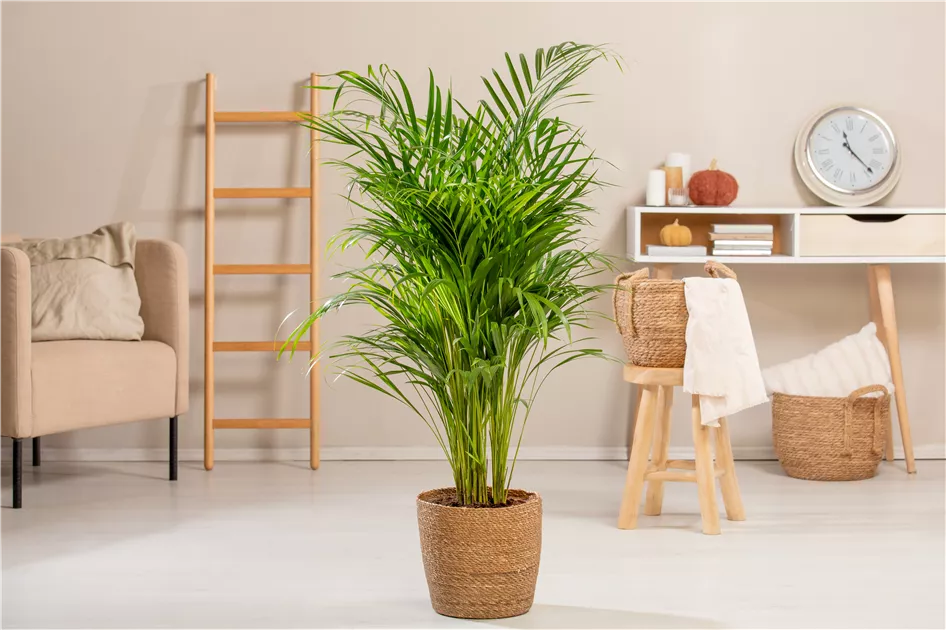 Dypsis lutescens, Goldfruchtpalme - Bellaflora