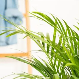 Dypsis lutescens Extra