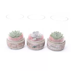 Echeveria Arrang. Pot Glass