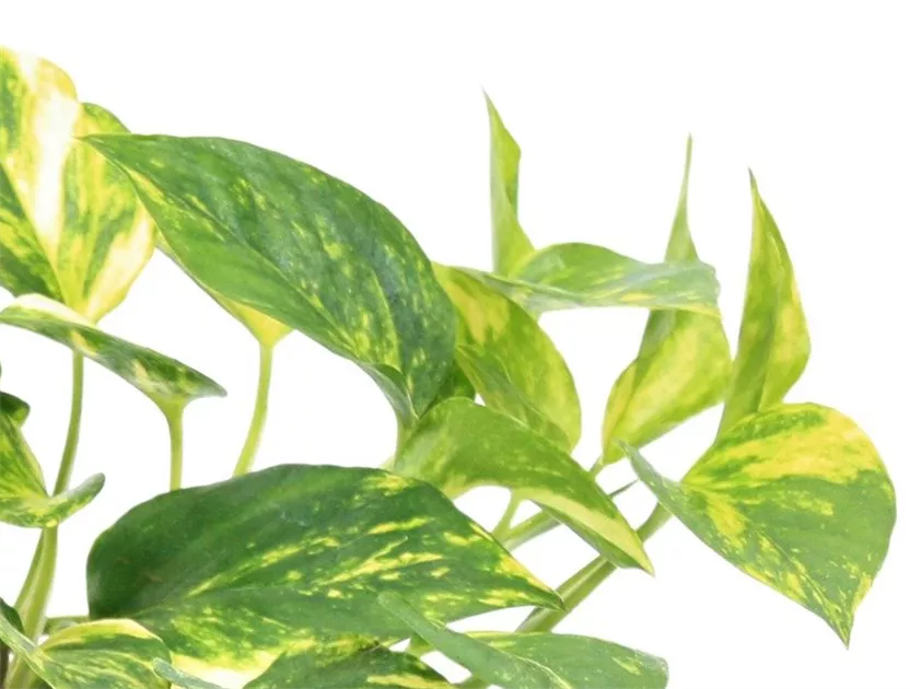 efeutute golden queen Epipremnum aureum 'Marble Queen' (Efeutute) – Jungle Leaves main image 0