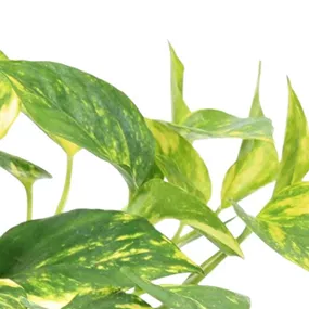 Epipremnum pinnatum N`Joy Gold