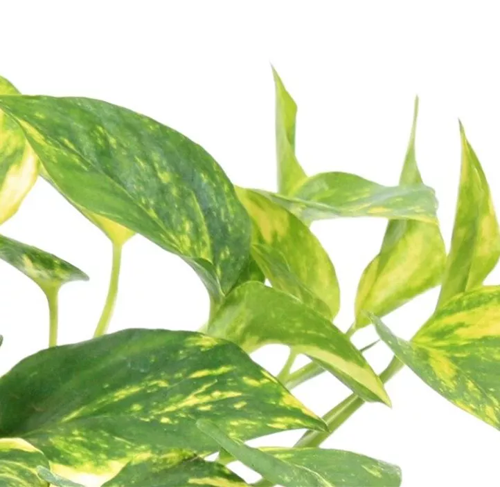 Gefleckte Efeutute 'N´Joy Gold'