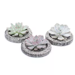 Echeveria Koala mini Bowl