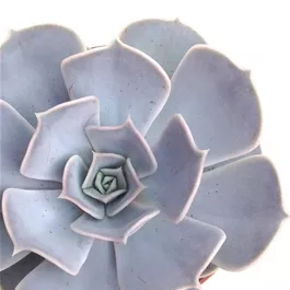 Echeveria lilacina