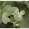 bellaflora Gartencenter GmbH