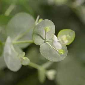 Eucalyptus gunni Ministamm