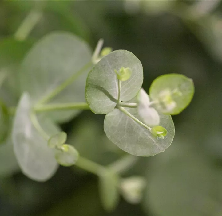 Echter Eukalyptus, Stämmchen