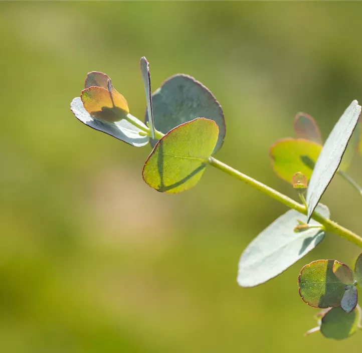 Echter Eukalyptus