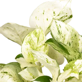 Epipremnum Happy Leaves