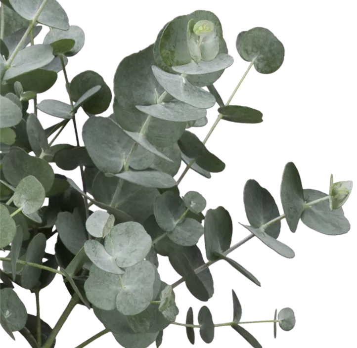 Echter Eukalyptus 'Silver Dollar'