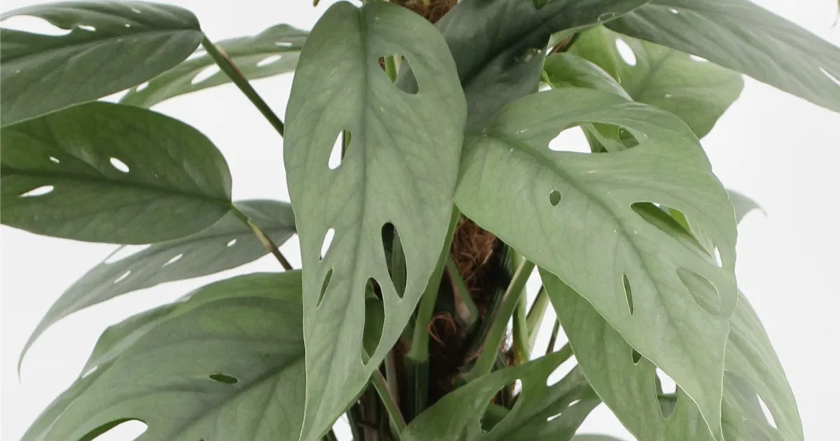 elefantenfu pflanze gro kaufen Beaucarnea Nolina recurvata