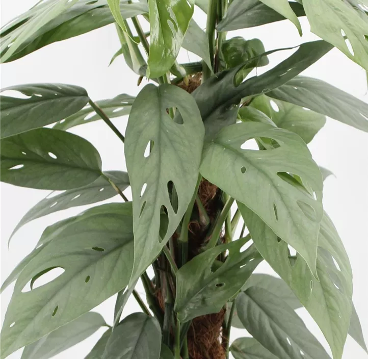 Efeutute 'Cebu Blue'