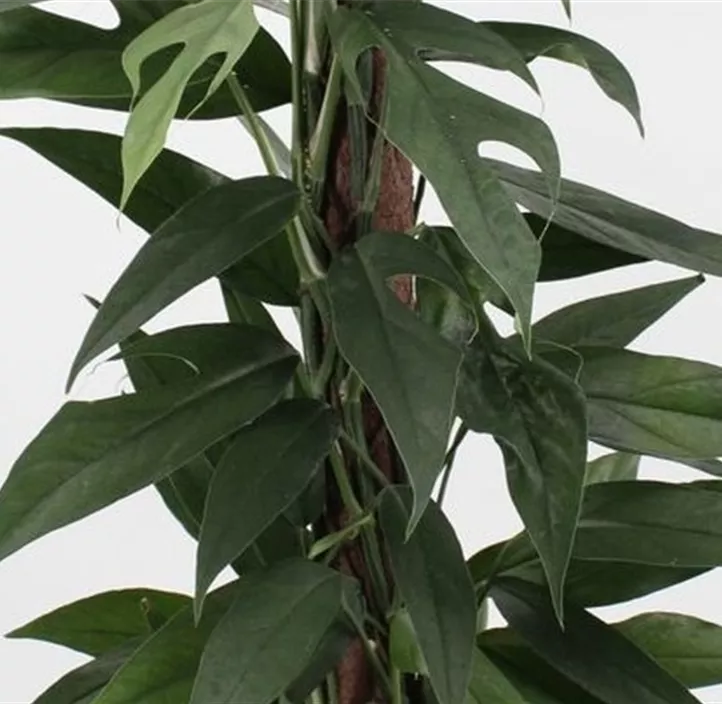 Efeutute 'Baltic Blue' am Kratiste-Kletterstab