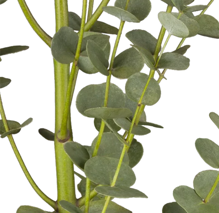 Echter Eukalyptus