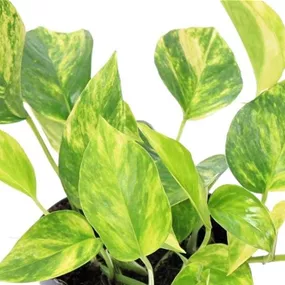 Epipremnum pinnatum Hicolor