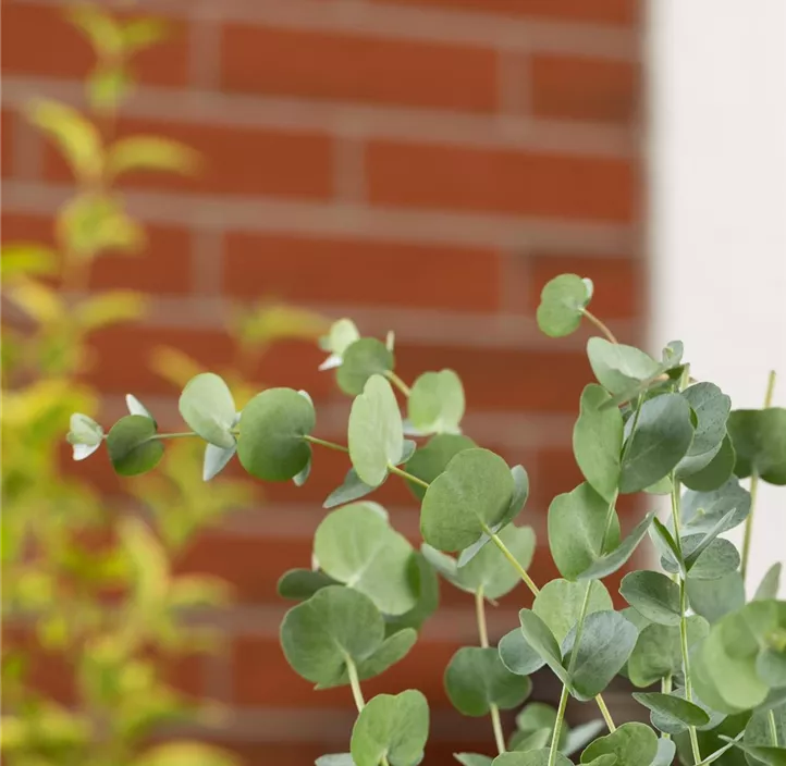 Echter Eukalyptus 'Baby Blue'