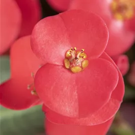 Euphorbia milii