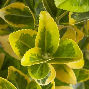 Euonmyus japonicus Aurea Spalier