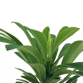 Euphorbia Neriifolia 'China Cactus'