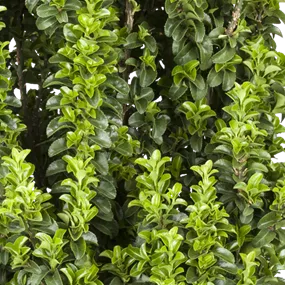 Euonmyus japonicus Benkomasaki Busch