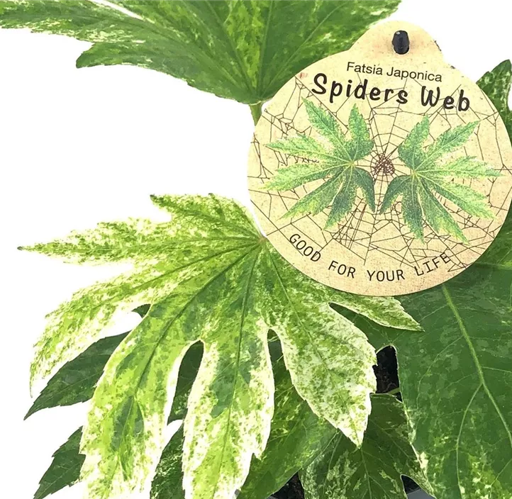 Zimmeraralie 'Spiderweb'